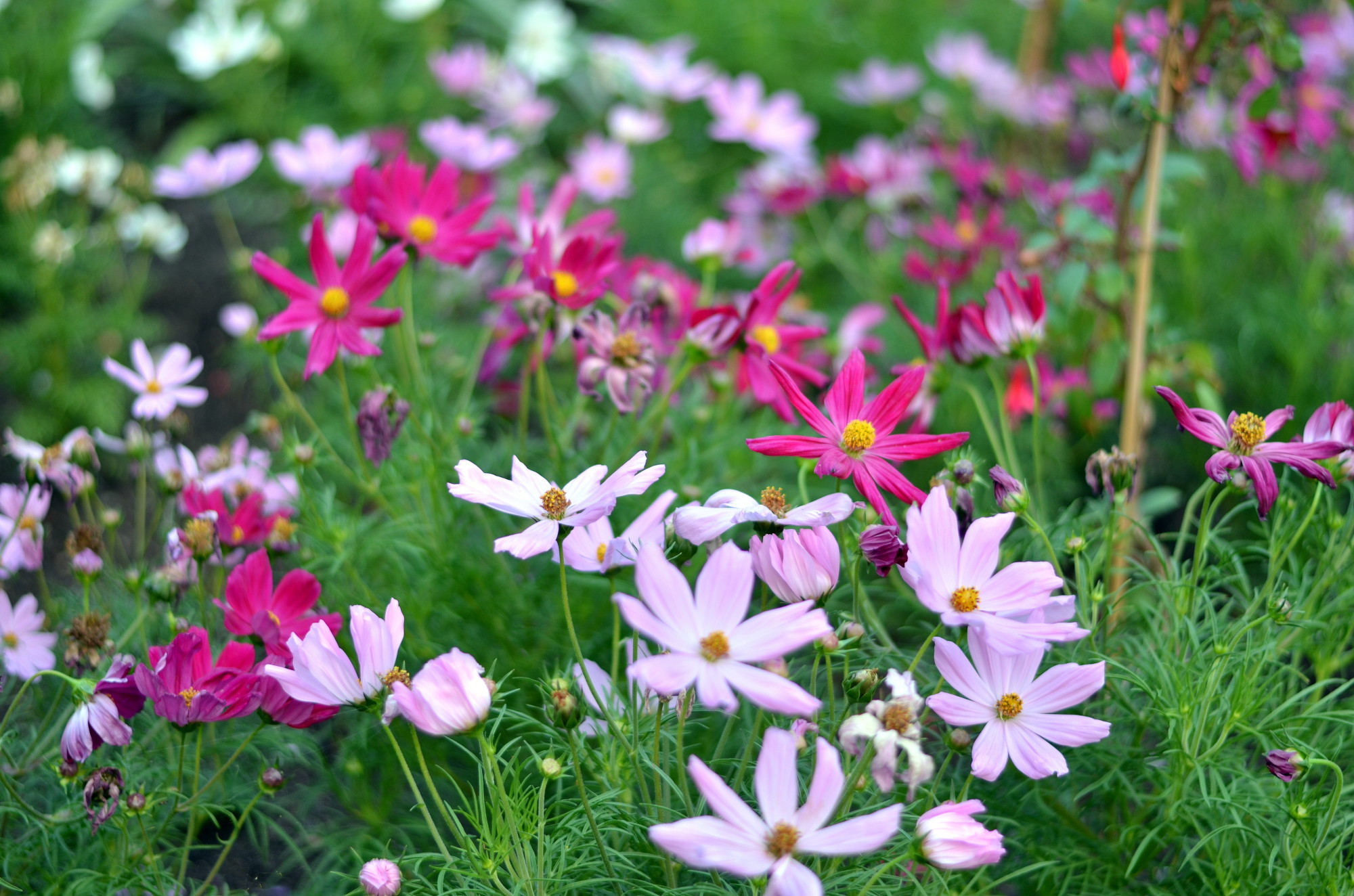 pink flowers